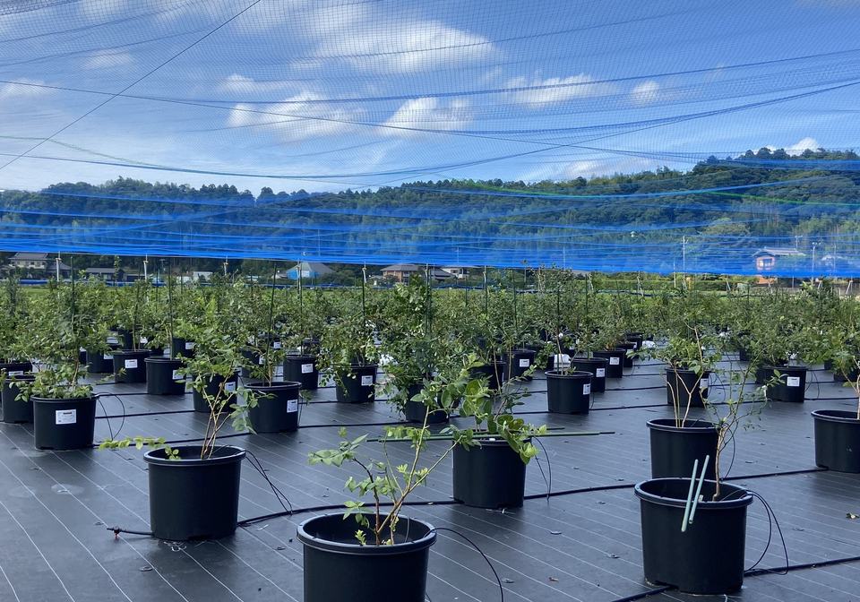 鉢植えのブルーベリーが並ぶ畑